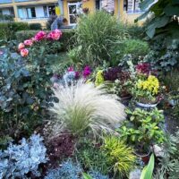 Praha 13 plna kvetin (9)