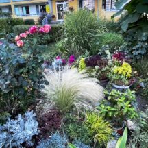 Praha 13 plna kvetin (9)