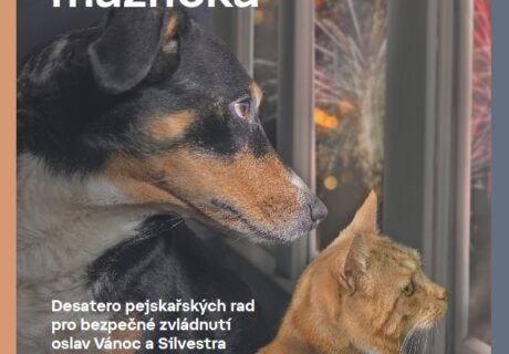 Silvestr rána pro vašeho mazlíčka